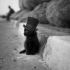 lovely-black-kitten-black-and-white-Favim.com-2085207.jpg