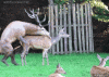 deer.gif