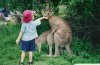 Awkward-Funny-Family-Vacation-Photos-humping-kangaroos.jpg