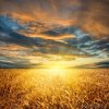 sunset-over-a-field-of-wheat.jpg