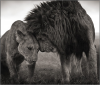 lion-couple.png