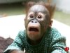 Funny-Chimp-1.jpg