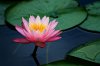 lily_pad_lotus_flower.jpg