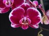 orchid_show_holland_08.jpg