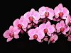 pink orchid wedding flowers.jpg