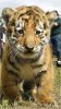 _44894137_tiger_ap_small.jpg