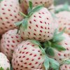 Pineberry Plant.jpg