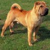 Chinese-Shar-Pei-18.jpg