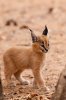 Caracal Kitten.jpg