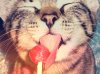 cat-cute-food-kitty-lolipop-Favim.com-431291.jpg