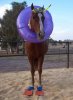 horse-in-a-beach-surfing.jpg