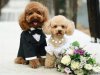 a.aaa-Just-Married-Cute-Dogs.jpg