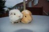 animal-animals-cool-cute-guinea-pigs-Favim.com-326188.jpg