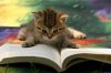 animal-book-cat-cool-cute-Favim.com-323078_large.jpg