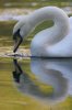 Swan_Reflection_In_Water_IMG_0791.jpg