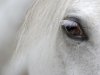 detail_of_white_horse_head_with_long_eye_lashes.jpg