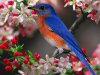 beautiful_bird_wallpaper.jpg