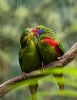 FileCharmosyna placentis -Jurong Bird Park -pair-6a.jpg