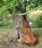 horse and tree together again.jpg