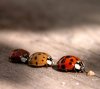 macro-ladybirds-2.jpg