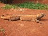 256px-Komodo_dragon_Varanus_komodoensis_Ragunan_Zoo_2.JPG