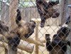 CapuchinMonkeys-Alameda Zoo.jpg