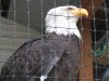 Eagle In Cage.jpg