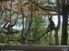 Zoo_Monkeys-s.jpg