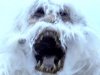 yeti-01.jpg yeti-01.jpg