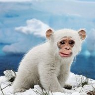 Yeti