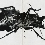 avetsrki