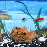 Nikolche