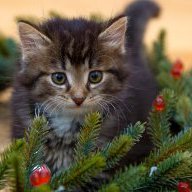 Kitty22