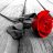 red_rose